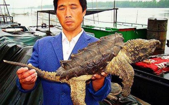 恐怖的外来物种入侵 引全球极度恐慌！