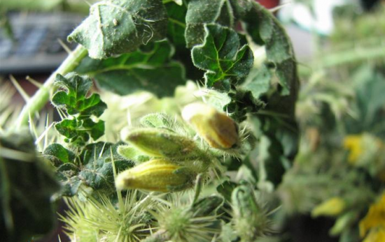 恐怖的外来物种入侵 引全球极度恐慌！