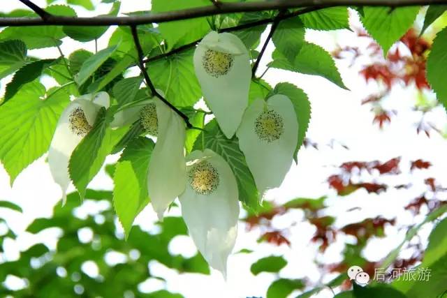 穿行在神秘的后河——湖北五峰后河国家级自然保护区野生动植物野外监测专题片