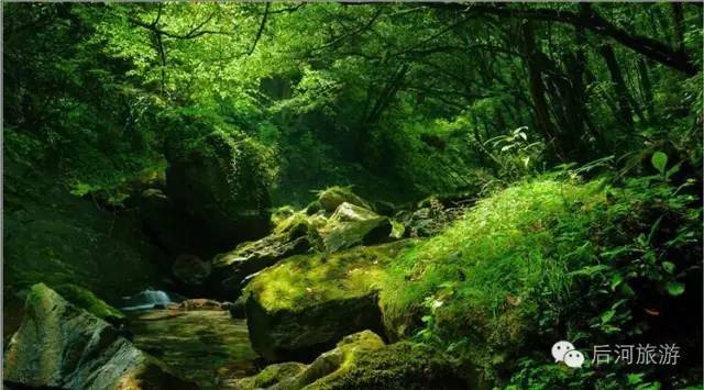 穿行在神秘的后河——湖北五峰后河国家级自然保护区野生动植物野外监测专题片