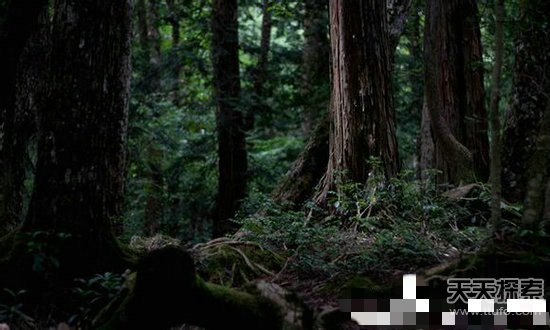 难再出来的迷宫：日本恐怖的吃人森林