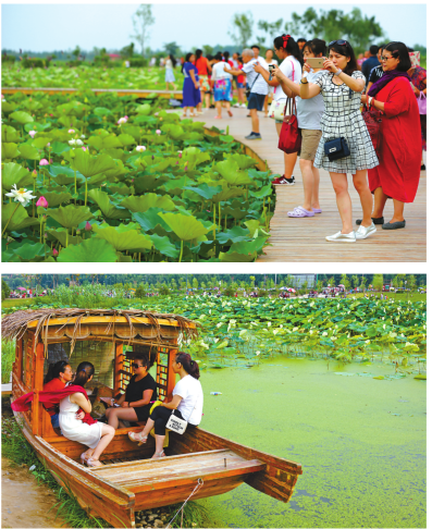 渭河百里画廊的旅游明珠 眉县千亩荷塘碧叶连天