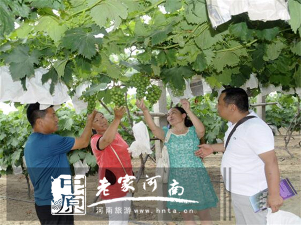 周口市川汇区黄泛区大力发展乡村旅游 百果飘香引来游客无数