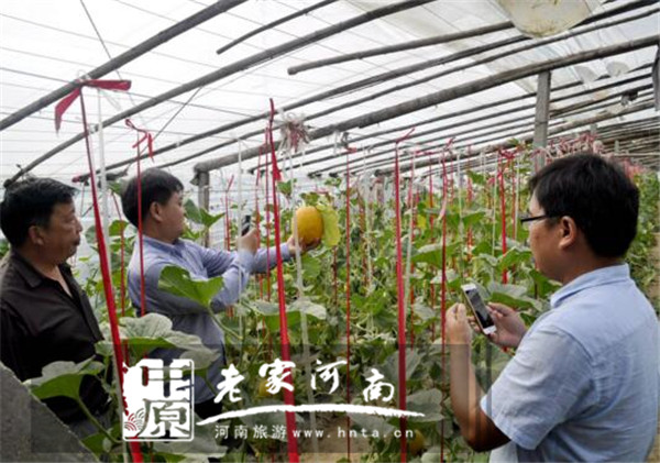 周口市川汇区黄泛区大力发展乡村旅游 百果飘香引来游客无数