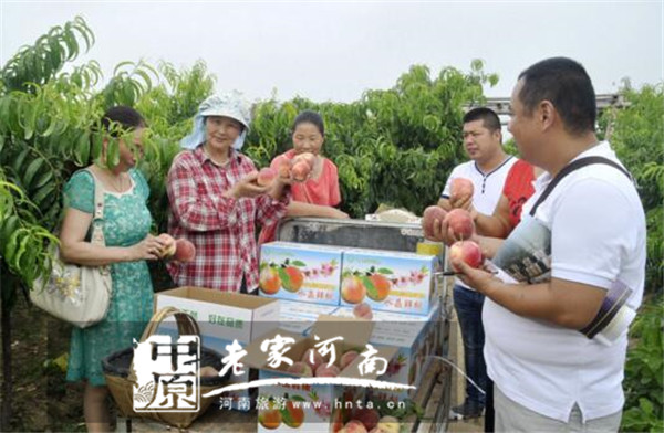 周口市川汇区黄泛区大力发展乡村旅游 百果飘香引来游客无数