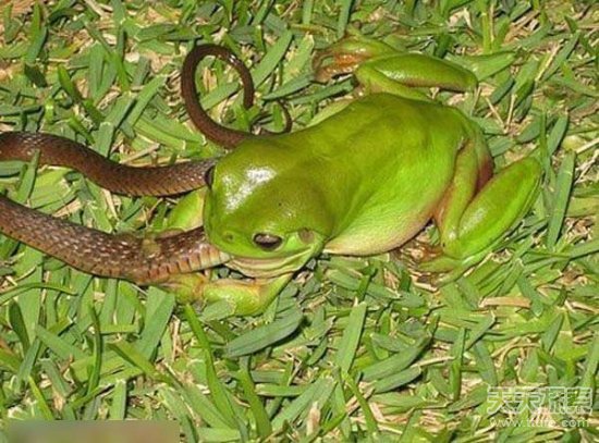 吞食蛇的青蛙