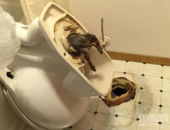 男子半夜上厕所听到怪声 拆开马桶瞬间傻眼