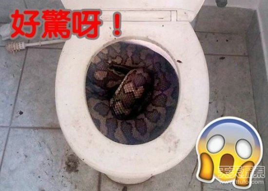 男子半夜上厕所听到怪声 拆开马桶瞬间傻眼