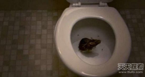 男子半夜上厕所听到怪声 拆开马桶瞬间傻眼