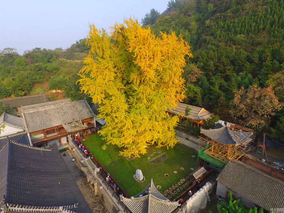不只有千年银杏树 终南山古观音寺内禅味十足