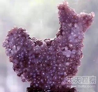 男子随手捡到珍宝 普通石块竟价值上亿
