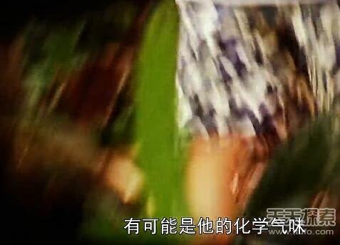 实拍巨蟒食人全过程：吞进人头后被警察击毙