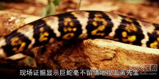 实拍巨蟒食人全过程：吞进人头后被警察击毙