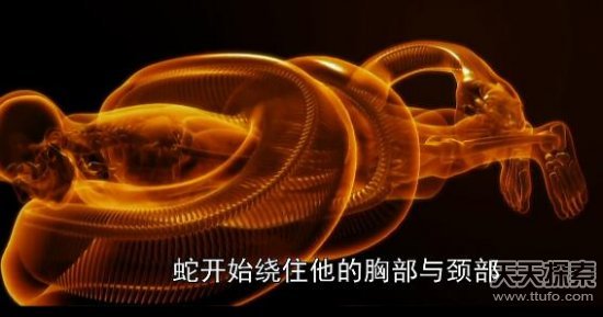 实拍巨蟒食人全过程：吞进人头后被警察击毙