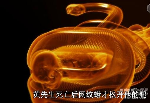 实拍巨蟒食人全过程：吞进人头后被警察击毙