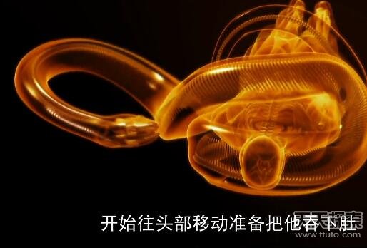 实拍巨蟒食人全过程：吞进人头后被警察击毙