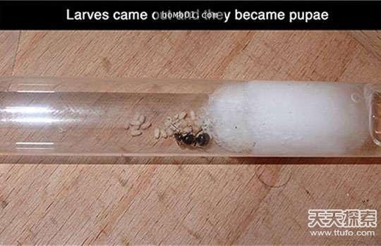 男子河边抓到一只蚁后：下一幕让人惊呆了