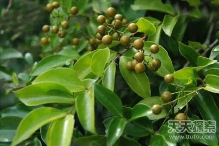中国古代七大致命毒药 一滴就要人命