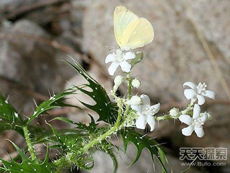 全球最可怕“食人”植物 碰到了绕开走