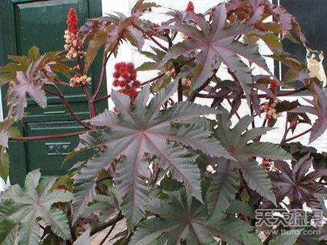 全球最可怕“食人”植物 碰到了绕开走
