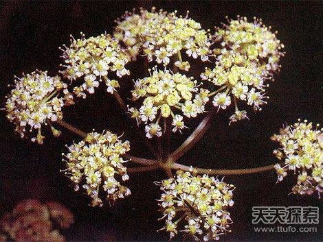 全球最可怕“食人”植物 碰到了绕开走