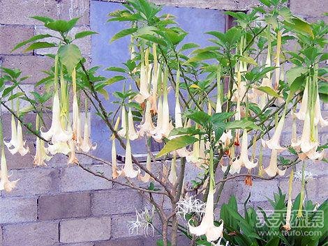 全球最可怕“食人”植物 碰到了绕开走
