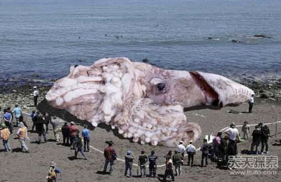 世界上真实存在的神秘动物：海妖上榜