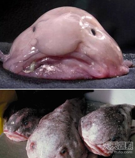 揭秘世界最怪异海洋生物 你知道几种