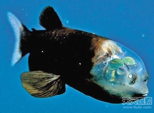 揭秘世界最怪异海洋生物 你知道几种