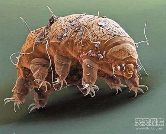 揭秘世界最怪异海洋生物 你知道几种