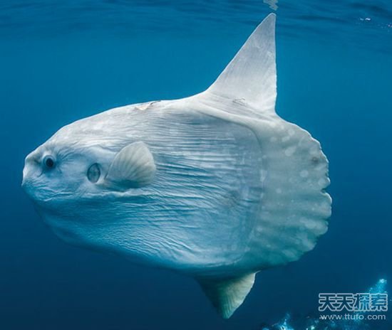 揭秘世界最怪异海洋生物 你知道几种