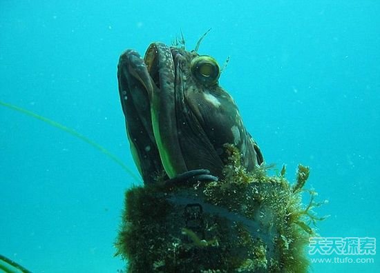 揭秘世界最怪异海洋生物 你知道几种