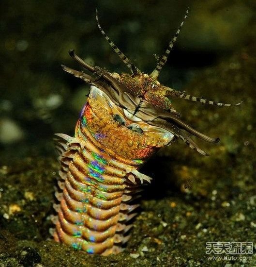 揭秘世界最怪异海洋生物 你知道几种