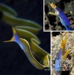 揭秘世界最怪异海洋生物 你知道几种