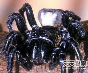 碰到了绕开走！揭自然界中最致命毒物