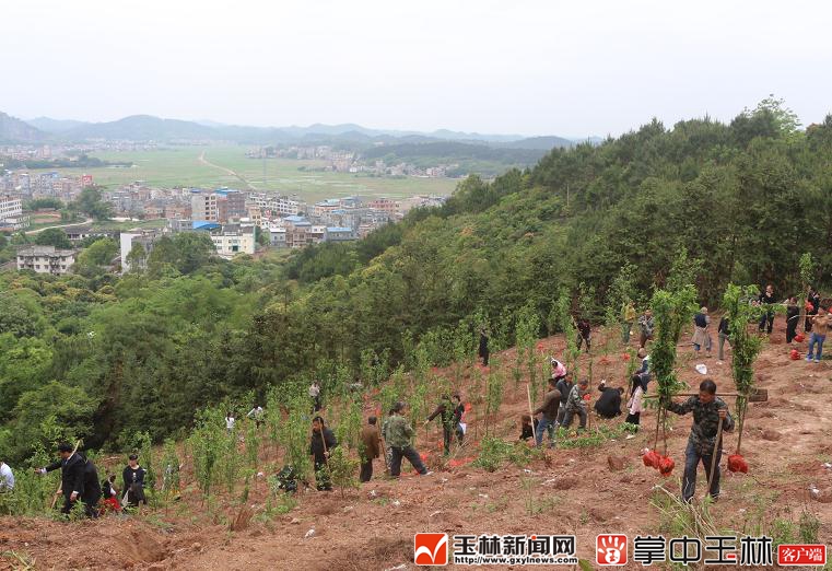 兴业蒲塘镇投资两千万建设生态森林公园