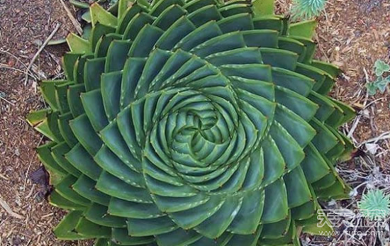 盘点神奇的植物 大自然中最美的几何图形