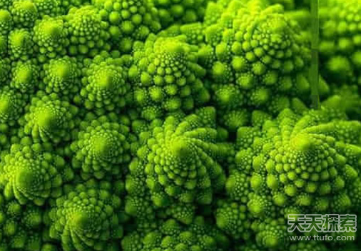 盘点神奇的植物 大自然中最美的几何图形