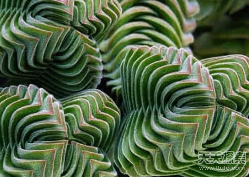盘点神奇的植物 大自然中最美的几何图形