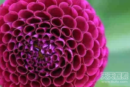 盘点神奇的植物 大自然中最美的几何图形