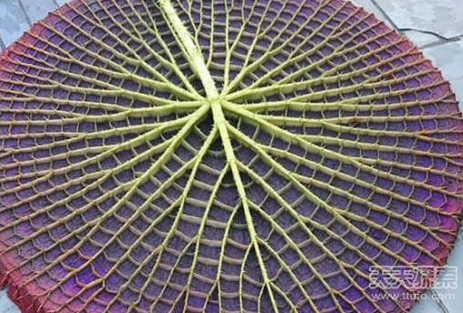 盘点神奇的植物 大自然中最美的几何图形