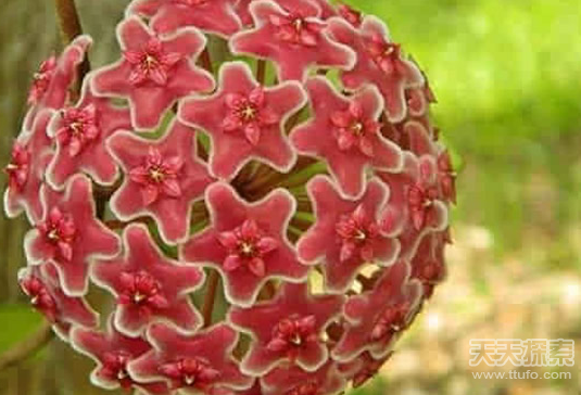 盘点神奇的植物 大自然中最美的几何图形