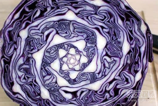 盘点神奇的植物 大自然中最美的几何图形