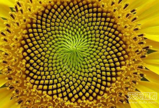 盘点神奇的植物 大自然中最美的几何图形