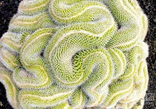 盘点神奇的植物 大自然中最美的几何图形