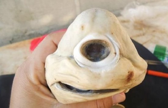 世界十大奇异动物排名：独眼鲨鱼居首