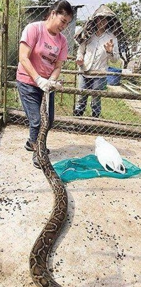 巨蟒竟吞噬活人？ 盘点全球狂蟒之灾