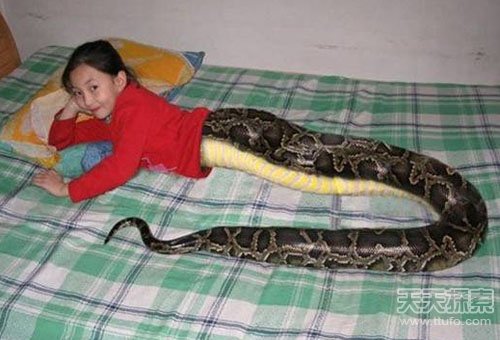 震惊！印尼发现人头蛇身怪物 到底是真是假？
