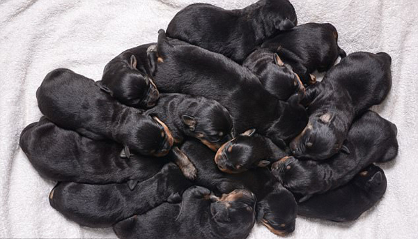 超级妈妈！英国一只罗威纳犬产下15只幼崽