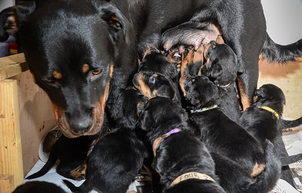 超级妈妈！英国一只罗威纳犬产下15只幼崽